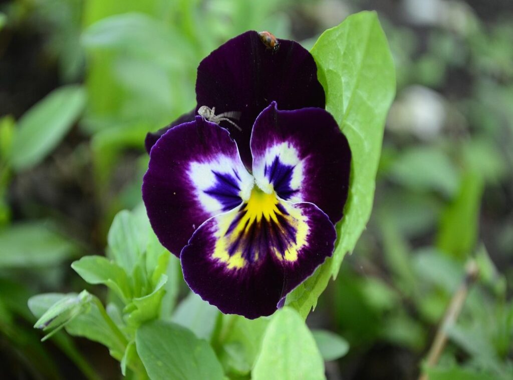 annie wersching bridgerton