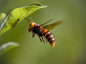 hornet bike wallpaper